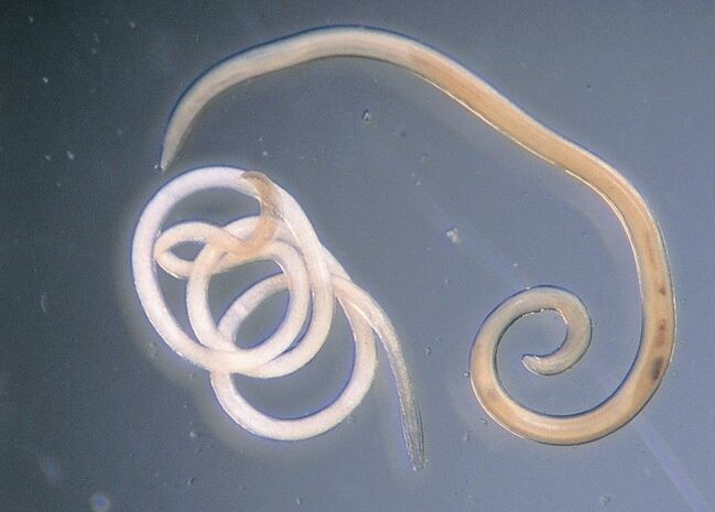Nematoden