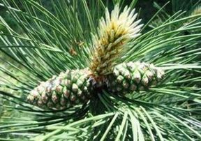 Kiefer zum Reinigen des Körpers der Parasiten