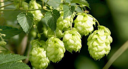 Hopfen – ein Heilmittel gegen Parasiten