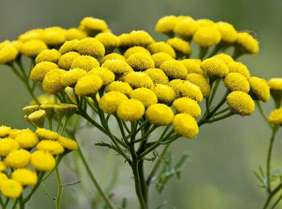 Rainfarn – ein Heilmittel gegen Parasiten